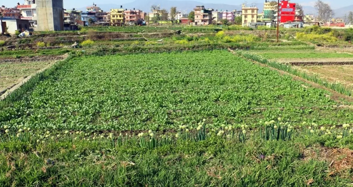 Mulpani, Ward No. 7, Kageshwori Manohara Municipality, Kathmandu, Pradesh 3 Nepal, ,Land,For sale - Properties,8279