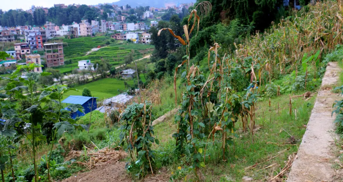 Thaiba, Ward No.13, Godawari Municipality, Lalitpur, Bagmati Nepal, ,Land,For sale - Properties,8854